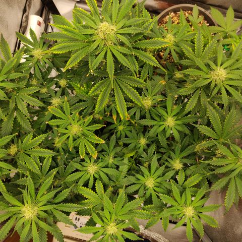 OG Kush Autoflowering growlog timeline photo