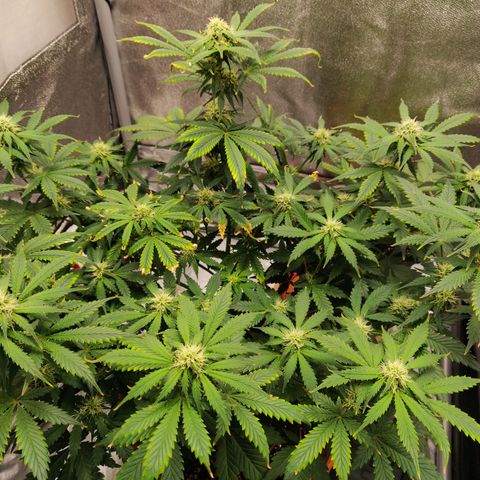 OG Kush Autoflowering growlog timeline photo