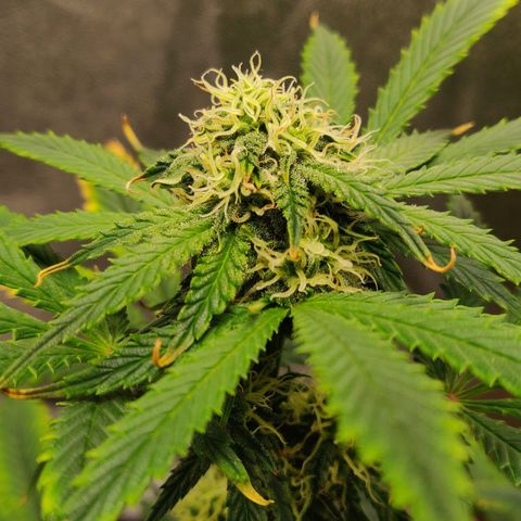 OG Kush Autoflowering growlog timeline photo