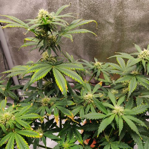 OG Kush Autoflowering growlog timeline photo