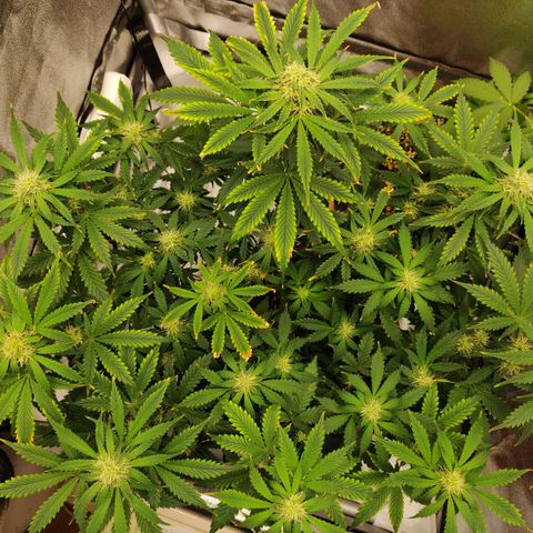 OG Kush Autoflowering growlog timeline photo