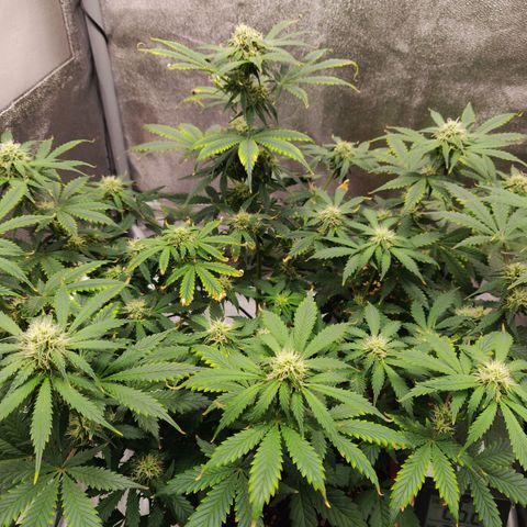 OG Kush Autoflowering growlog timeline photo