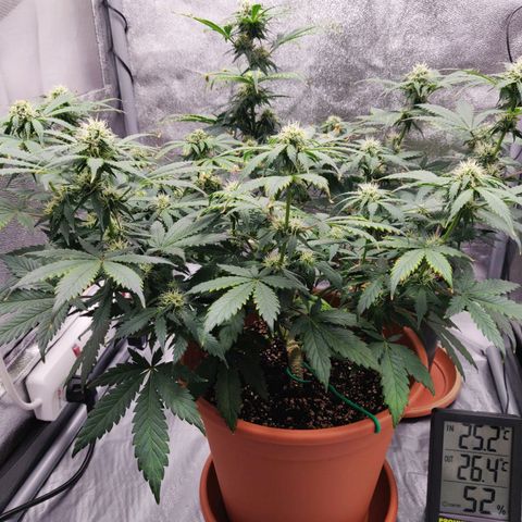 OG Kush Autoflowering growlog timeline photo