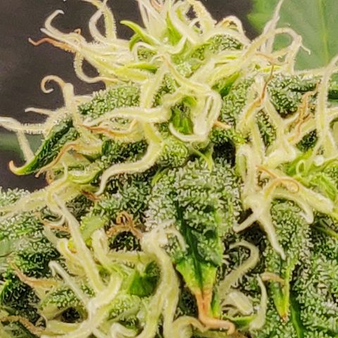 OG Kush Autoflowering growlog timeline photo
