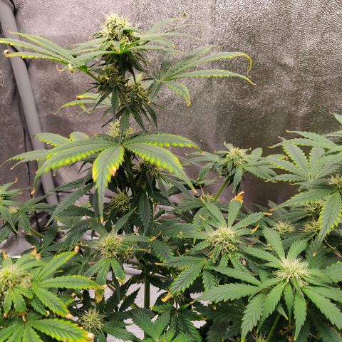 OG Kush Autoflowering growlog timeline photo