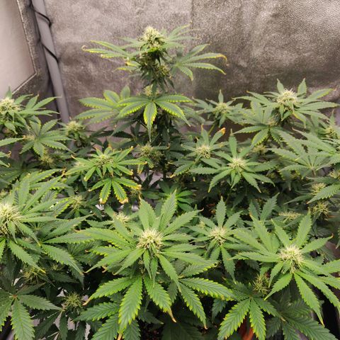 OG Kush Autoflowering growlog timeline photo