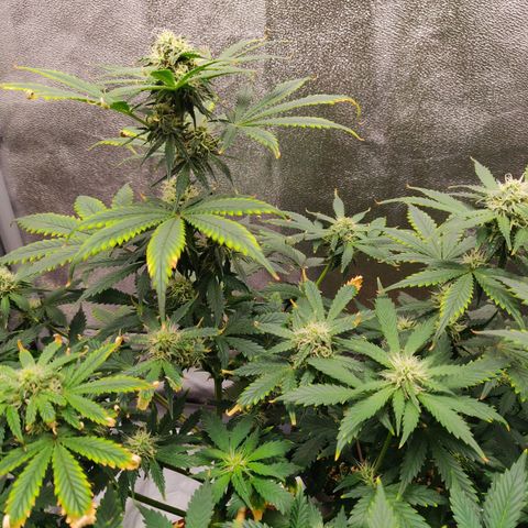 OG Kush Autoflowering growlog timeline photo