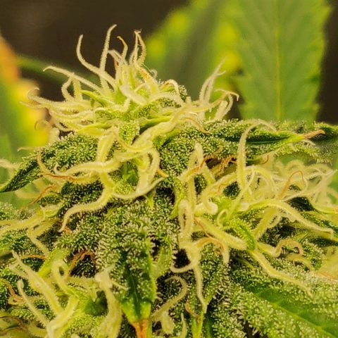 OG Kush Autoflowering growlog timeline photo