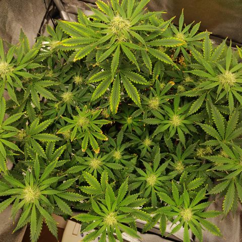 OG Kush Autoflowering growlog timeline photo