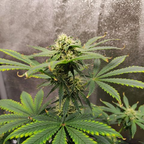 OG Kush Autoflowering growlog timeline photo