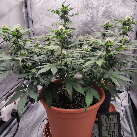 OG Kush Autoflowering growlog timeline photo