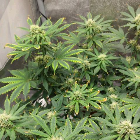 OG Kush Autoflowering growlog timeline photo