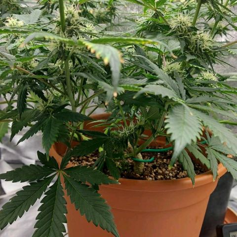 OG Kush Autoflowering growlog timeline photo