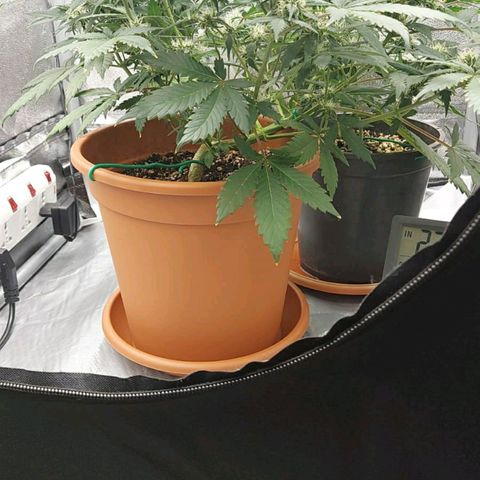 OG Kush Autoflowering growlog timeline photo