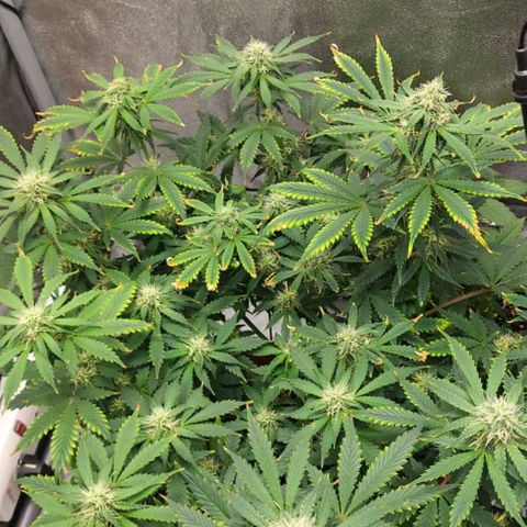 OG Kush Autoflowering growlog timeline photo