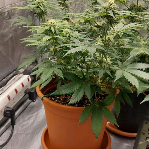 OG Kush Autoflowering growlog timeline photo