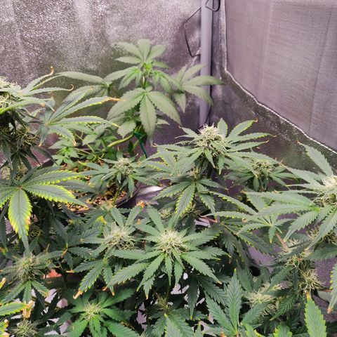 OG Kush Autoflowering growlog timeline photo