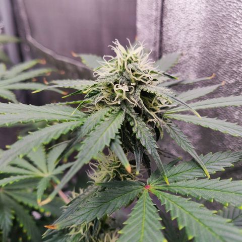 OG Kush Autoflowering growlog timeline photo