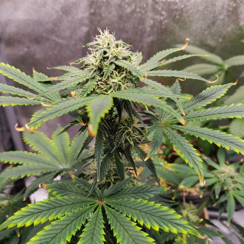 OG Kush Autoflowering growlog timeline photo