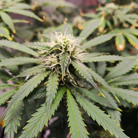 OG Kush Autoflowering growlog timeline photo