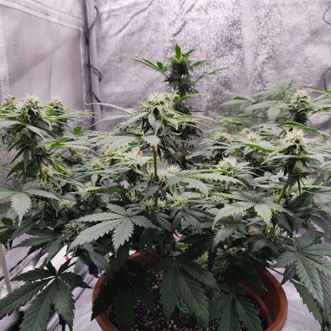 OG Kush Autoflowering growlog timeline photo