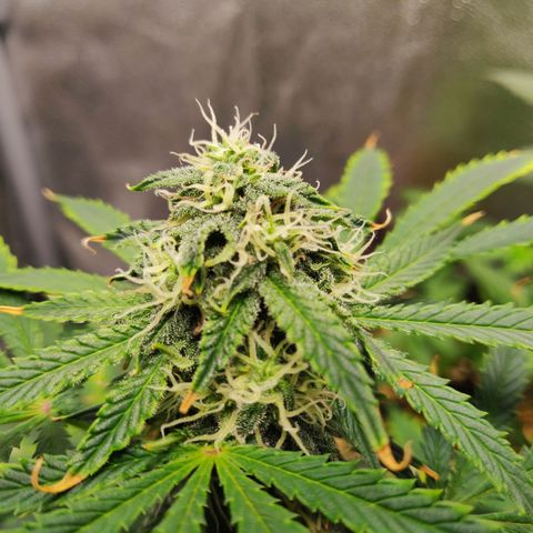 OG Kush Autoflowering growlog timeline photo