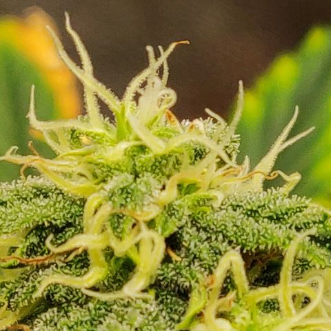 OG Kush Autoflowering growlog timeline photo
