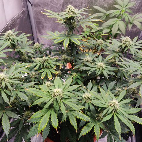 OG Kush Autoflowering growlog timeline photo