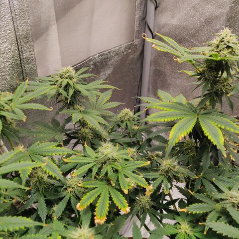 OG Kush Autoflowering growlog timeline photo