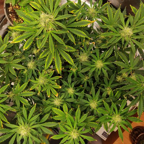 OG Kush Autoflowering growlog timeline photo
