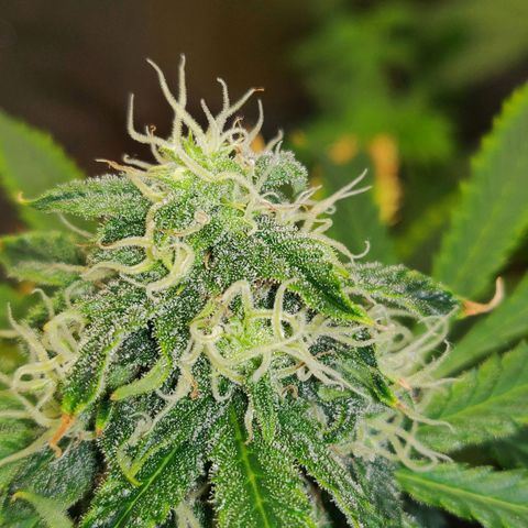OG Kush Autoflowering growlog timeline photo