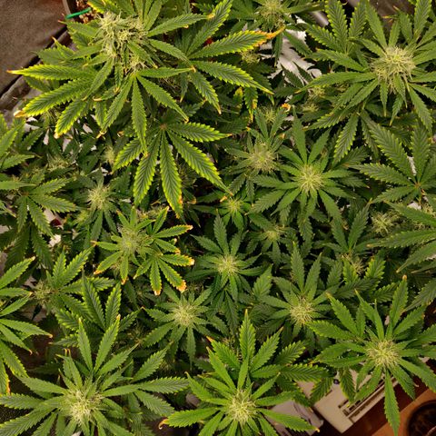 OG Kush Autoflowering growlog timeline photo