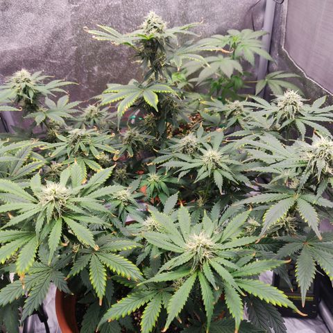 OG Kush Autoflowering growlog timeline photo