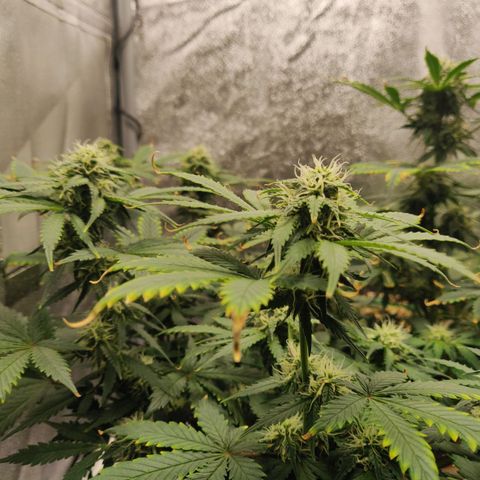 OG Kush Autoflowering growlog timeline photo