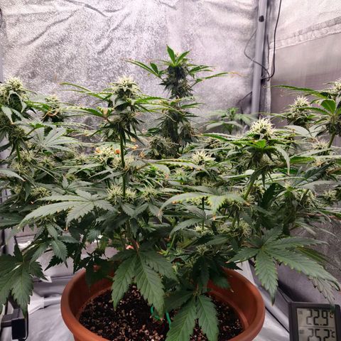 OG Kush Autoflowering growlog timeline photo