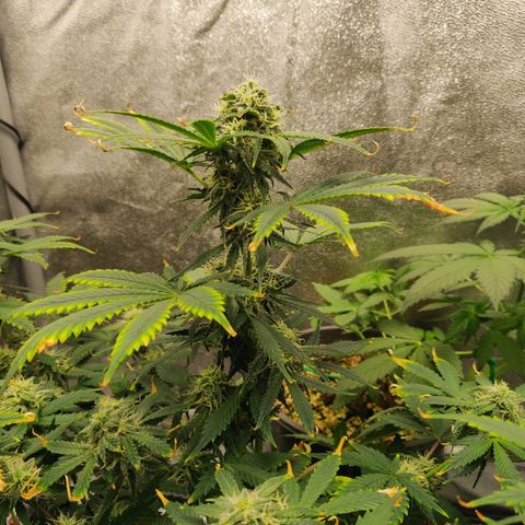 OG Kush Autoflowering growlog timeline photo
