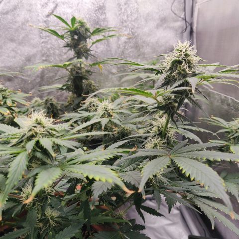 OG Kush Autoflowering growlog timeline photo