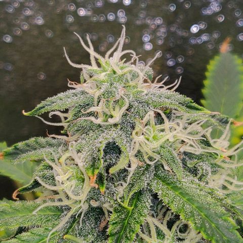 OG Kush Autoflowering growlog timeline photo