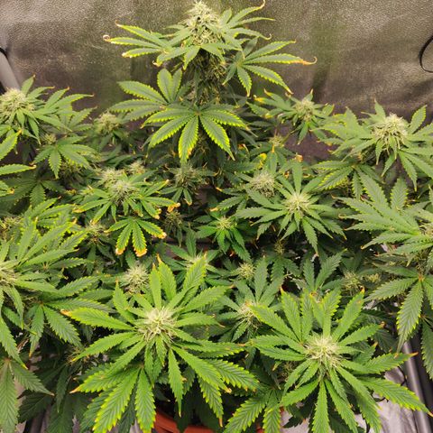 OG Kush Autoflowering growlog timeline photo