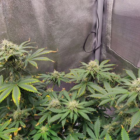 OG Kush Autoflowering growlog timeline photo