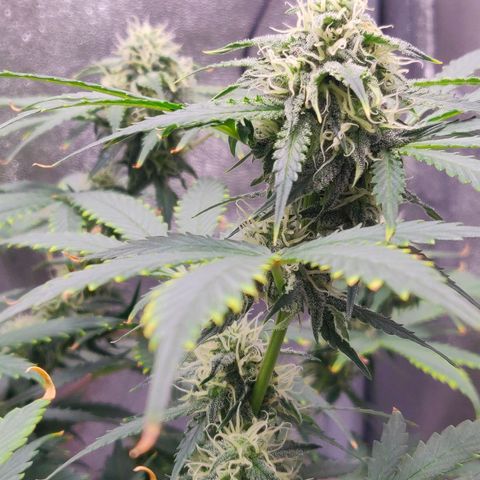 OG Kush Autoflowering growlog timeline photo