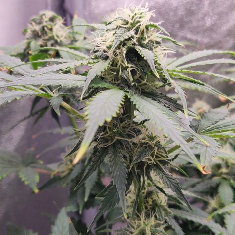 OG Kush Autoflowering growlog timeline photo
