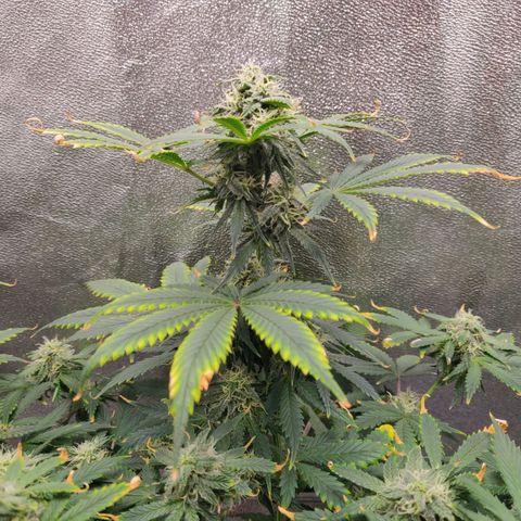 OG Kush Autoflowering growlog timeline photo