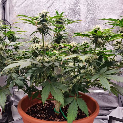 OG Kush Autoflowering growlog timeline photo