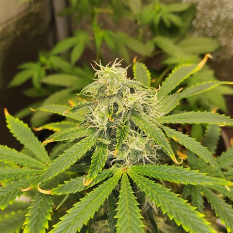 OG Kush Autoflowering growlog timeline photo