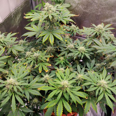 OG Kush Autoflowering growlog timeline photo