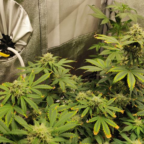 OG Kush Autoflowering growlog timeline photo