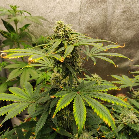 OG Kush Autoflowering growlog timeline photo