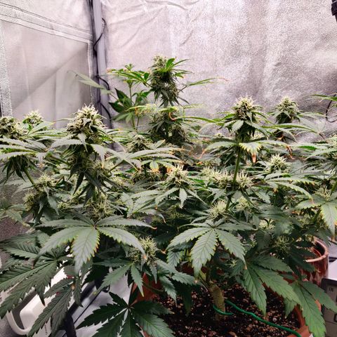 OG Kush Autoflowering growlog timeline photo