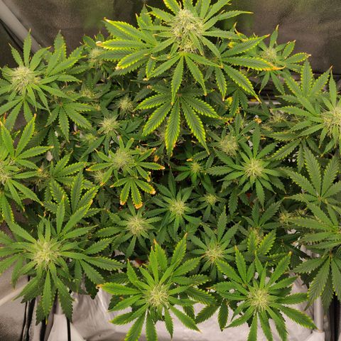OG Kush Autoflowering growlog timeline photo